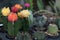 Blossoming cacti Pot colorful cacti