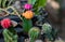 Blossoming cacti Pot colorful cacti