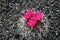 Blossoming cactus,