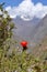 Blossoming Cactus with snow peak mountain