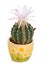 Blossoming cactus with white flower