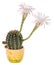 Blossoming cactus with white flowers