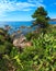 Blossoming cactuses on summer shore.