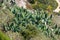 Blossoming cactuses on summer slope.