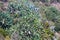 Blossoming cactuses on summer slope.