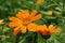 Blossoming calendula with water drops