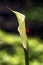 Blossoming calla flower