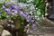 The blossoming campanula on a stone wall.