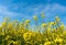 Blossoming canola rapeseed field up close under a bright blue sky