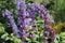 Blossoming catmint in the garden