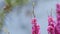 Blossoming Cercis Siliquastrum With Bee. Cercis Siliquastrum Against Blurred Background. Close up.