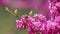 Blossoming Cercis Siliquastrum With Bees. It Is Native To Southern Europe And Western Asia. Close up.