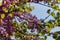 Blossoming Cercis siliquastrum Branch, Judas Tree with Pink Flowers against Blue Sky