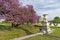 Blossoming Cercis Siliquastrum (Judas tree).