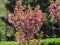 Blossoming Cercis tree