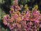 Blossoming Cercis tree