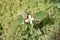 Blossoming chameleon plant in the garden