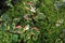 Blossoming chameleon plant in the garden