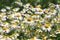 Blossoming chamomile in the garden