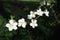 Blossoming of cherries, sweet cherries and bird cherry. Beautiful fragrant white flowers on the branches. The flowers