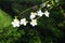 Blossoming of cherries, sweet cherries and bird cherry. Beautiful fragrant white flowers on the branches. The flowers