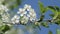 Blossoming cherry branch against blue sky