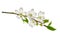 Blossoming cherry branch with white flowers.