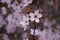 Blossoming cherry close-up beautiful    march  freshness outdoor  gardening  background