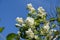 Blossoming of cherry flowers in spring time, macro sunny background