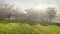 Blossoming cherry orchard in the sunlight