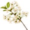 Blossoming cherry realistic branch. EPS 10