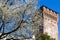 Blossoming cherry tree and Torre di Porta Castello