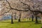 Blossoming cherry trees abundance in East Potomac Park of Washington DC, USA.