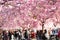 Blossoming cherry trees in central Stockholm