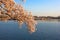 Blossoming cherry trees at dawn around Tidal Basin, Washington DC