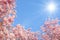 Blossoming cherry trees and the sun