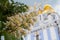 Blossoming chestnut on the background of the golden domes