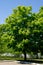 Blossoming chestnut tree Aesculus hippocastanum in park