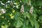 Blossoming chestnut tree in spring closeup