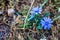 Blossoming chicory, bright blue flowers