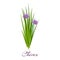 Blossoming chives color vector illustration