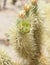 Blossoming Cholla Cactus in Joshua Tree California