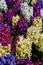 Blossoming colorful fragrant cultivars of Common Hyacinth flowers, latin name Hyacinthus Orientalis.