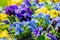 Blossoming colorful viola flowers