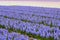 Blossoming colourful field of hyacinth flowers in the spring, Holland, Netherlands