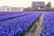 Blossoming colourful field of violet hyacinth flowers in the evening during the spring, Holland, Netherlands