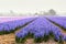 Blossoming colourful field of violet hyacinth flowers in the evening during the spring, Holland, Netherlands