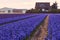 Blossoming colourful field of violet hyacinth flowers in the evening during the spring, Holland, Netherlands