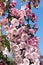 Blossoming columnar apple tree
