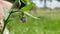 Blossoming comfrey with green natural background